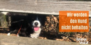 Beitragsbild des Blogbeitrags Wir werden den Hund nicht behalten