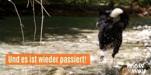 Beitragsbild des Blogbeitrags Mein Hund ist gestorben