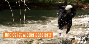 Beitragsbild des Blogbeitrags Mein Hund ist gestorben 