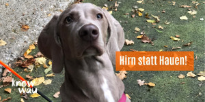 Beitragsbild des Blogbeitrags Hirn statt Hauen