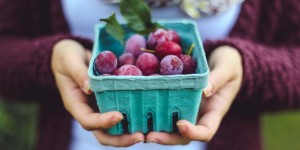 Beitragsbild des Blogbeitrags Kriecherlernte & Rezept