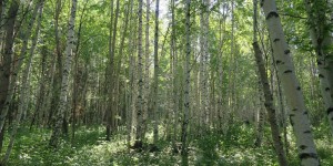 Beitragsbild des Blogbeitrags TRANSSIBIRISCHES TAGEBUCH – Von Moskau nach Jekaterinburg