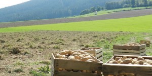 Beitragsbild des Blogbeitrags Gemeinsame Kartoffelernte bei Josef – Nachhaltige Vielfalt 