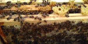 Beitragsbild des Blogbeitrags Tanz mit mir den Schwänzeltanz – Superorganismus Bienenstock