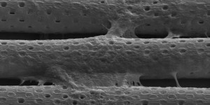 Beitragsbild des Blogbeitrags Researchers 3D Print Accurate Microfluidic Model of the Blood-Brain Barrier