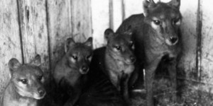 Beitragsbild des Blogbeitrags 3D Scanning and Printing Tasmanian Tiger Joeys to Give Insight into Extinct Animal