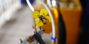 Beitragsbild des Blogbeitrags Can the 3D Printed Synthetic Pollenizer Help the Bee Population? 