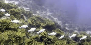 Beitragsbild des Blogbeitrags CSAIL Developed SoFi the Soft Robotic Fish using 3D Printing
