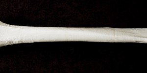 Beitragsbild des Blogbeitrags Giant 3D Printed Bones Help Students Learn About Extinct Moa Birds 