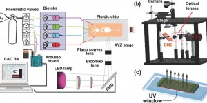 Beitragsbild des Blogbeitrags UCLA Bioengineer Develops SLA 3D Printer That Produces Complex Artificial Tissues