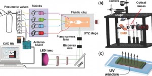 Beitragsbild des Blogbeitrags UCLA Bioengineer Develops SLA 3D Printer That Produces Complex Artificial Tissues 