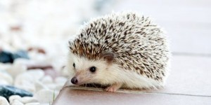 Beitragsbild des Blogbeitrags Helen’s hoglet: an adorable adventure 