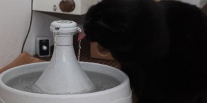 Beitragsbild des Blogbeitrags Motion-controlled water fountain…for cats! 