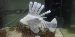 Beitragsbild des Blogbeitrags This robotic fish is powered by its own artificial circulatory system