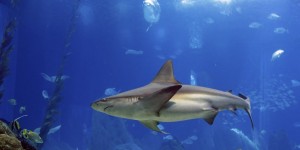 Beitragsbild des Blogbeitrags Discovery’s Shark Week Comes to Viveport 
