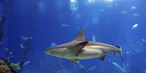 Beitragsbild des Blogbeitrags Discovery’s Shark Week Comes to Viveport