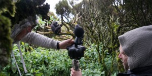 Beitragsbild des Blogbeitrags Protecting Gorillas Through the Power of VR