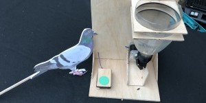Beitragsbild des Blogbeitrags Teaching pigeons with Raspberry Pi 