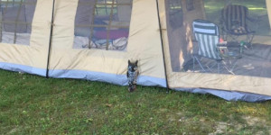 Beitragsbild des Blogbeitrags This disguised campsite security system lets you know ‘hoos there