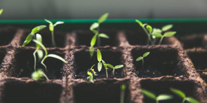 Beitragsbild des Blogbeitrags Grow a beautiful garden with home automation