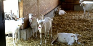 Beitragsbild des Blogbeitrags Zum goasnarrisch wern