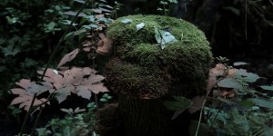 Beitragsbild des Blogbeitrags Die Jäger, die sammeln