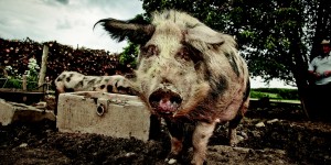 Beitragsbild des Blogbeitrags Die neue Lust auf Fleisch