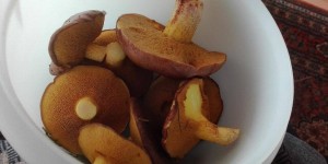 Beitragsbild des Blogbeitrags Die Heimat des Peter Pilz