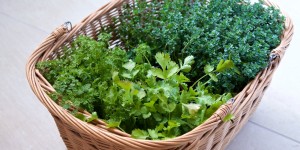 Beitragsbild des Blogbeitrags Den Tauben trotzend: Pesto, pluralistisch