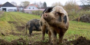 Beitragsbild des Blogbeitrags #tierfreitag