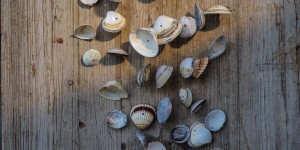 Beitragsbild des Blogbeitrags DIY | Mobile aus Muscheln selber basteln