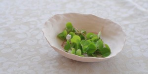Beitragsbild des Blogbeitrags Sauerklee_Sorbet 