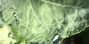 Beitragsbild des Blogbeitrags Wochenende in Bildern. 29.+30.6.