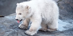 Beitragsbild des Blogbeitrags Eine tierisch gute Zeit in den coolsten Tierparks in Österreich