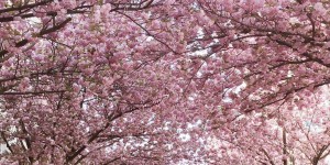 Beitragsbild des Blogbeitrags Japanische Gärten in Wien