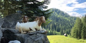 Beitragsbild des Blogbeitrags 10 Ausflugsziele, die den Sommer in Österreich einzigartig machen