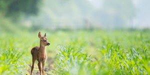 Beitragsbild des Blogbeitrags Bambi – eine Geschichte aus dem 18. Bezirk