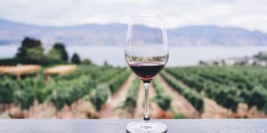 Beitragsbild des Blogbeitrags Unsere liebsten Highlights des Weinfrühlings im Wienerwald