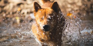 Beitragsbild des Blogbeitrags Badeplätze für Hunde in Wien