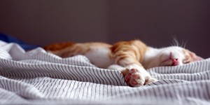Beitragsbild des Blogbeitrags Sommernachts(alb)traum: Gut schlafen während der Hitzewelle