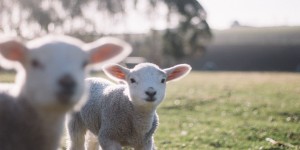 Beitragsbild des Blogbeitrags Unsere liebsten Bio-Bauernhöfe in Österreich