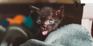 Beitragsbild des Blogbeitrags Wie die Faust aufs Auge: Katzen und Internet 
