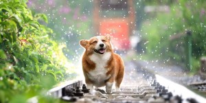 Beitragsbild des Blogbeitrags 7 Dinge, die alle Hundebesitzer kennen
