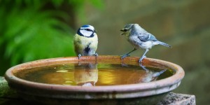 Beitragsbild des Blogbeitrags Dialektphrasen für jeden Streit