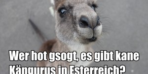 Beitragsbild des Blogbeitrags Diese Instagram-Accounts über Österreich solltest du kennen