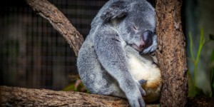 Beitragsbild des Blogbeitrags Unser Senf: Warum man es als Schnarcherin auch nicht immer leicht hat