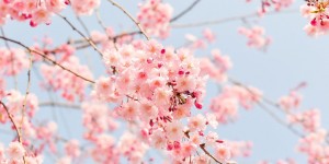Beitragsbild des Blogbeitrags So holt ihr euch den Frühling in eure eigenen vier Wände