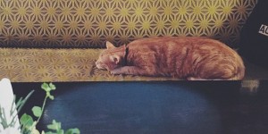 Beitragsbild des Blogbeitrags 10 Dinge, die man im 15. Bezirk tun muss