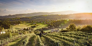 Beitragsbild des Blogbeitrags Diese traumhaften Weingebiete in Österreich müsst ihr besuchen 