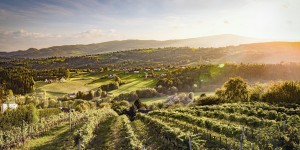 Beitragsbild des Blogbeitrags Diese traumhaften Weingebiete in Österreich müsst ihr besuchen